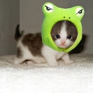 Meet your Posher, Will